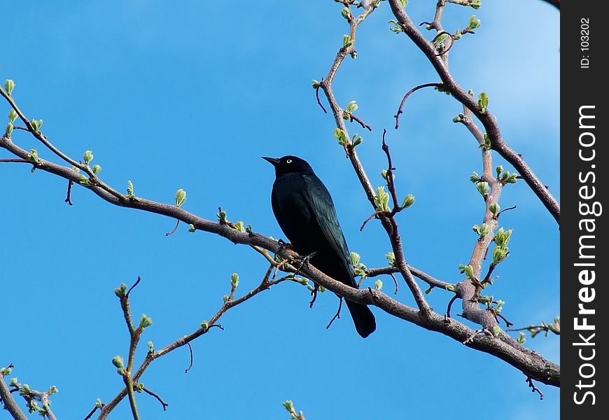 Black bird in newly buddiing tree - early Springtime