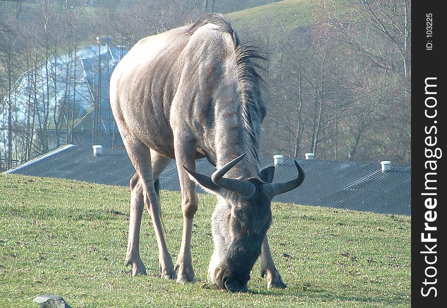 A reindeer stood in a field eating the grass. A reindeer stood in a field eating the grass.