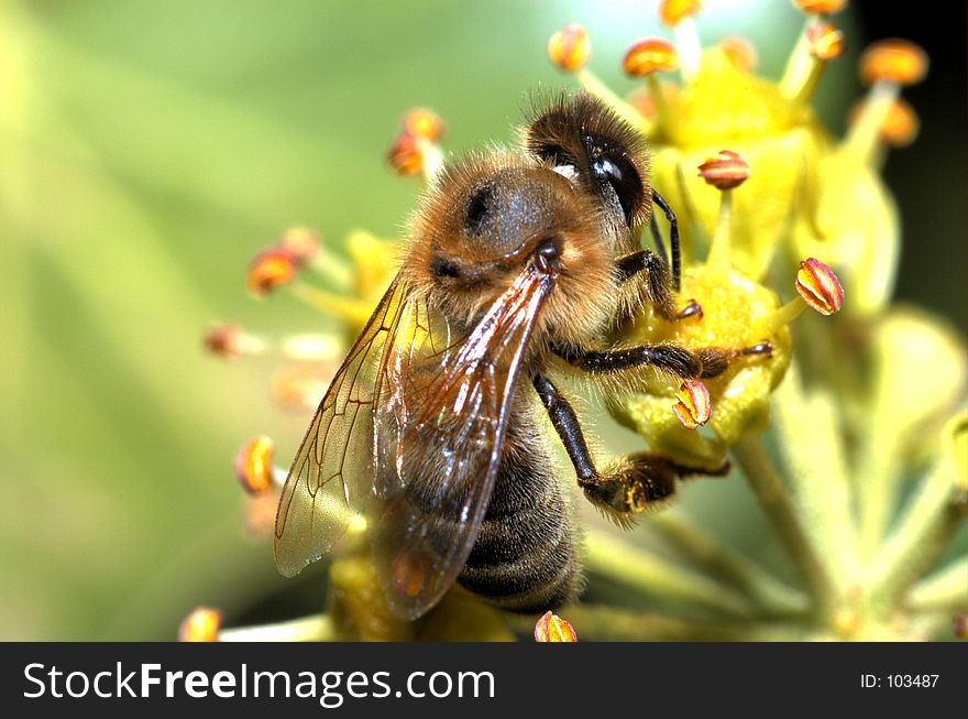 Bee having a munch