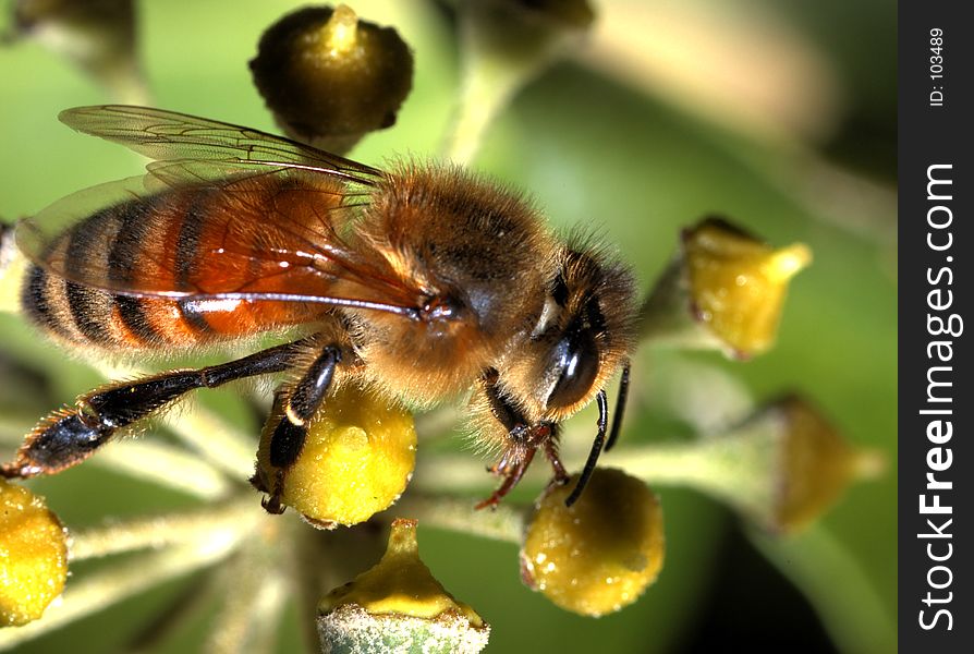 A bee hanging out