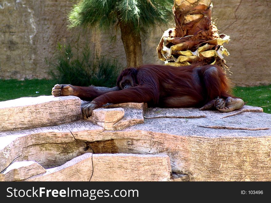 Lazy Orangutan zooleon mexico