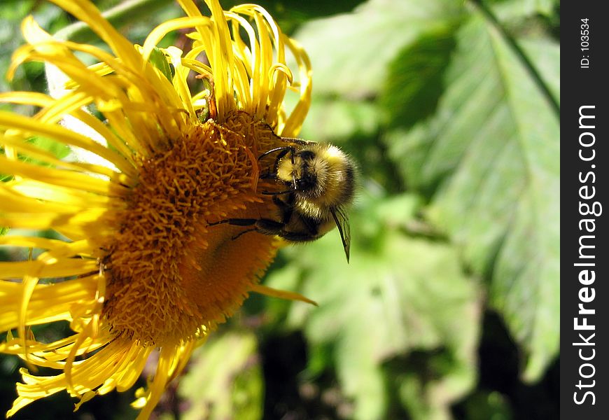 Bee And Flower