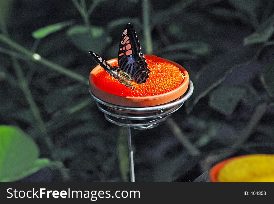 Butterfly Feeding