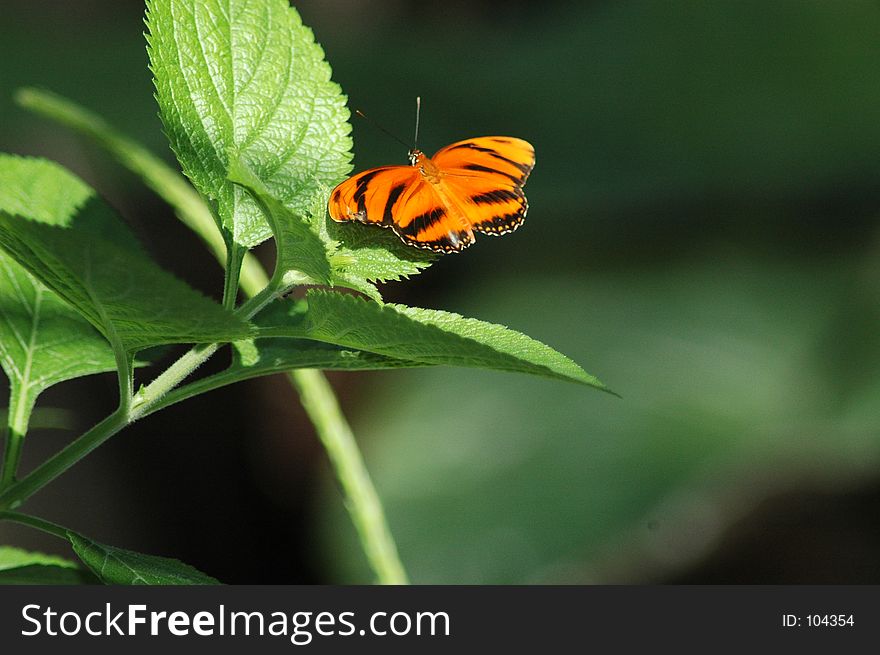 Perched Orange Butterfly