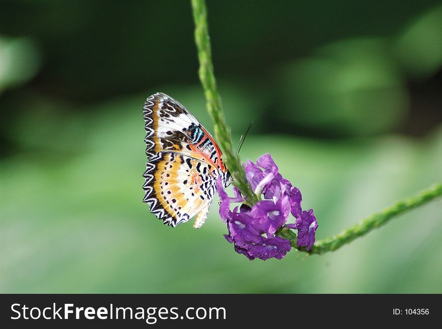 A butterfly perches on a flower and feeds. A butterfly perches on a flower and feeds