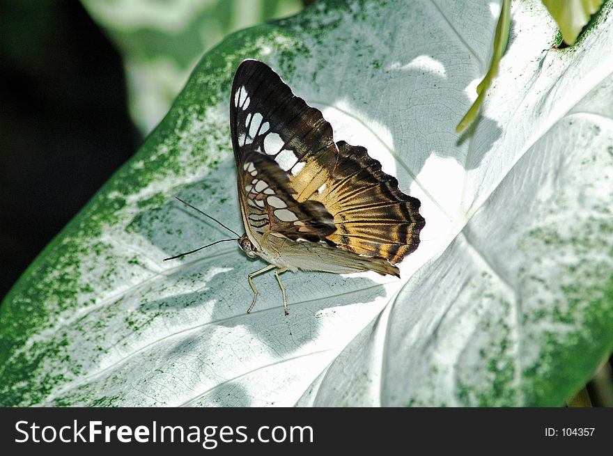 A butterfly pauses on a leaf in a tropical garden. A butterfly pauses on a leaf in a tropical garden.