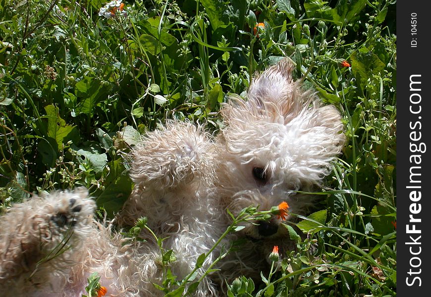 My dog poochy playing in green grass