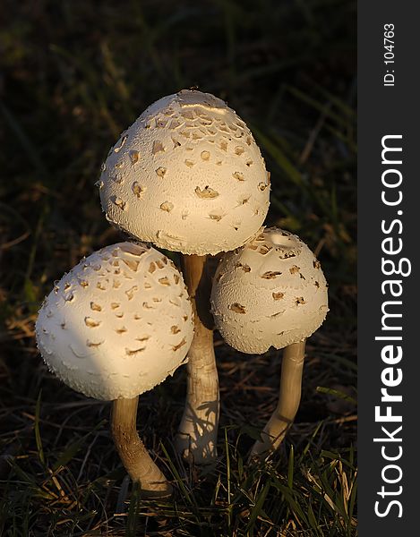 Three mushrooms clustered together under a warm setting sun.