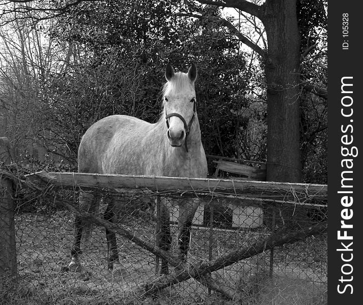 This is a horse located near the River Roding