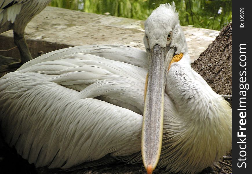 White pelican close to the water