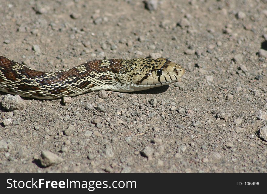 Bull Snake Head