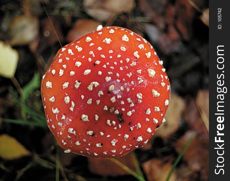 A large toadstool in a forest. A large toadstool in a forest