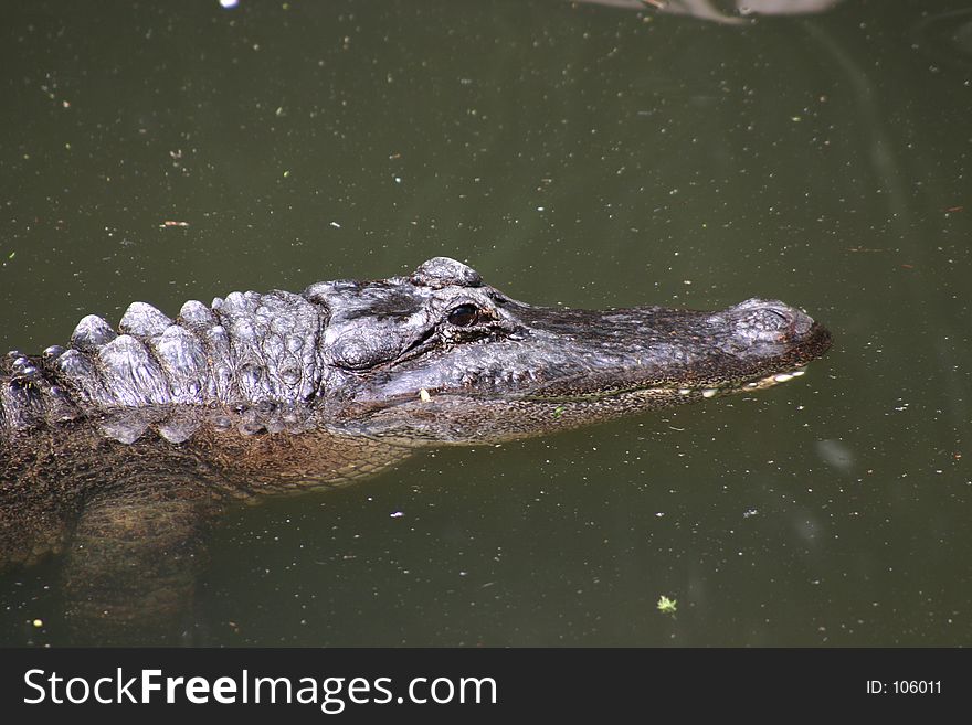 Close up of an alligator in pond. Close up of an alligator in pond