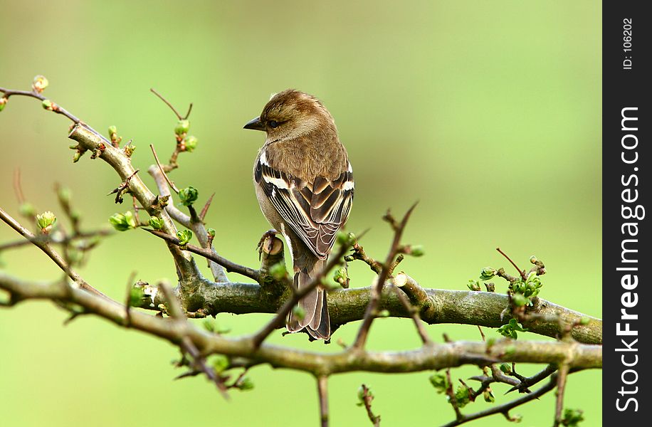 The Female Chaffinch