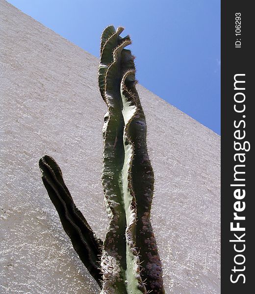 A cactus front of wall. A cactus front of wall