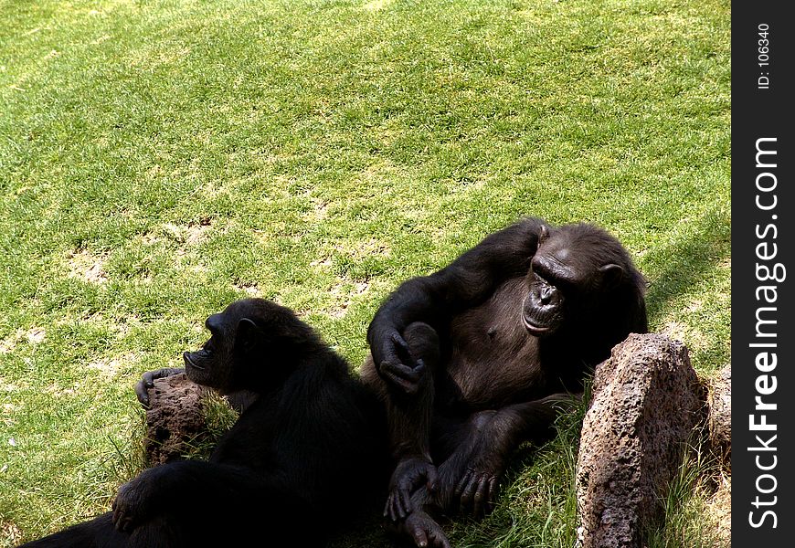 Lazy Ape Parque Zoologico de Leon Guanajuato Mexico