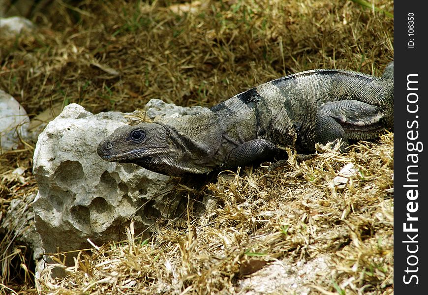 Mexican Iguana Reptile