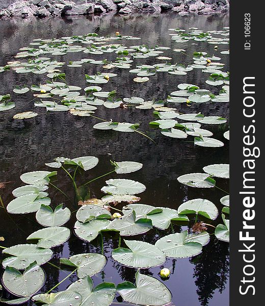 Yellowstone Lily Pads