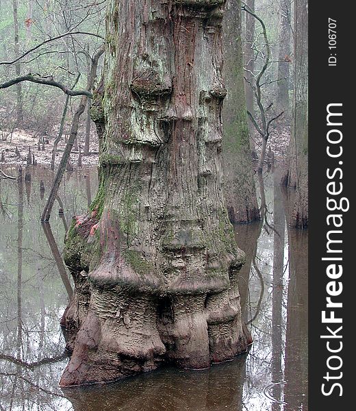 Cypress tree trunk standing in cypress slough in the Big Thicket, Texas. Cypress tree trunk standing in cypress slough in the Big Thicket, Texas.