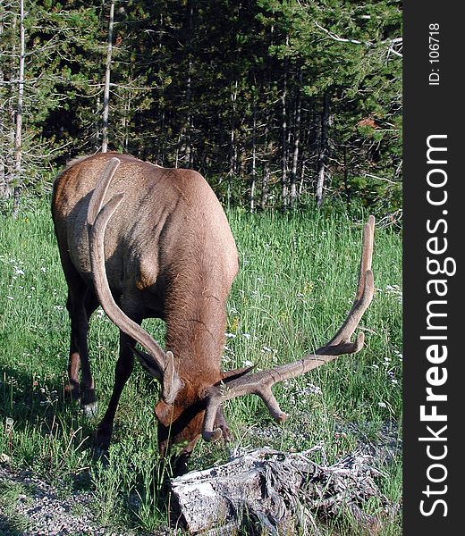 Yellowstone Elk