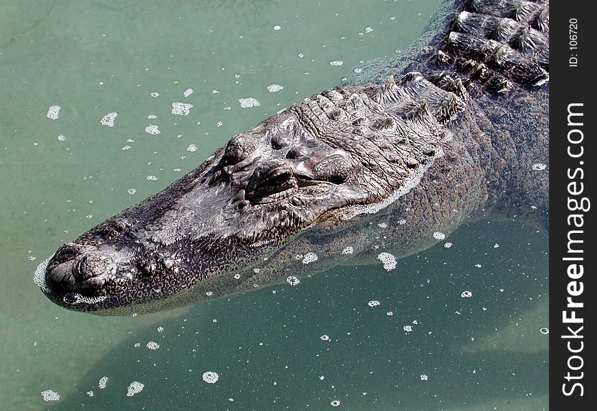 Gator in pool at the Texas State Aquarium. Gator in pool at the Texas State Aquarium.