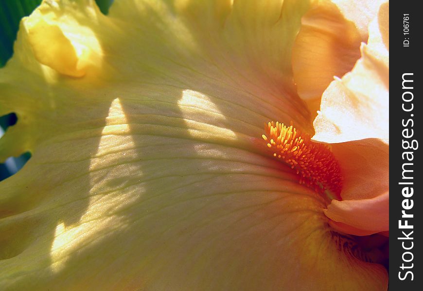 Floral detail of a yellow bearded iris. Floral detail of a yellow bearded iris.