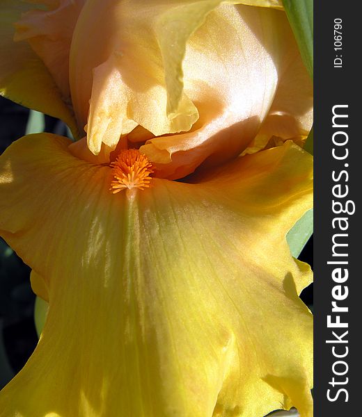 Detail of yellow bearded iris shot in early morning light. Detail of yellow bearded iris shot in early morning light.