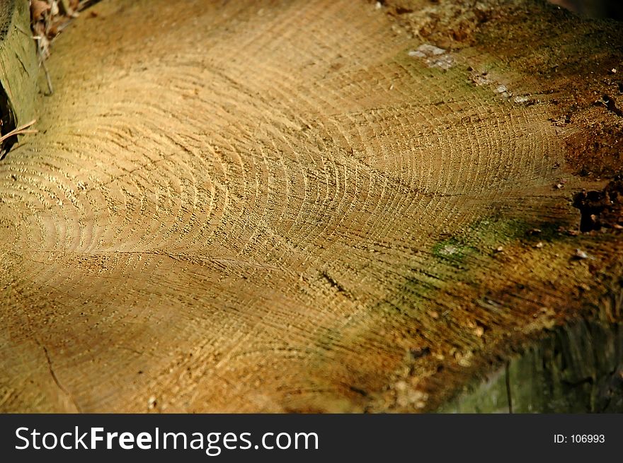 Close-up of a felled tree.
