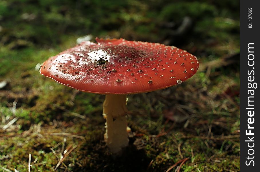 A large toadstool in a forest. A large toadstool in a forest