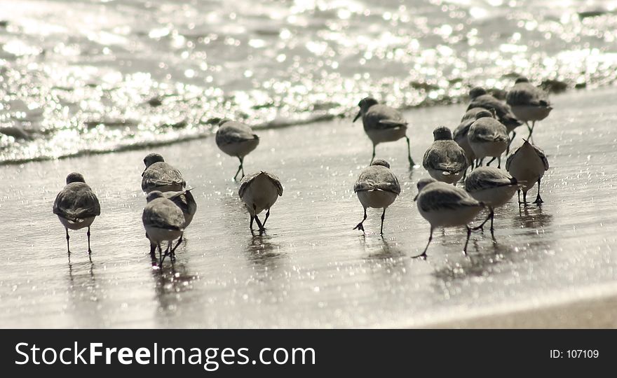 A group of hungry small beach birds festing on the beach shore. A group of hungry small beach birds festing on the beach shore