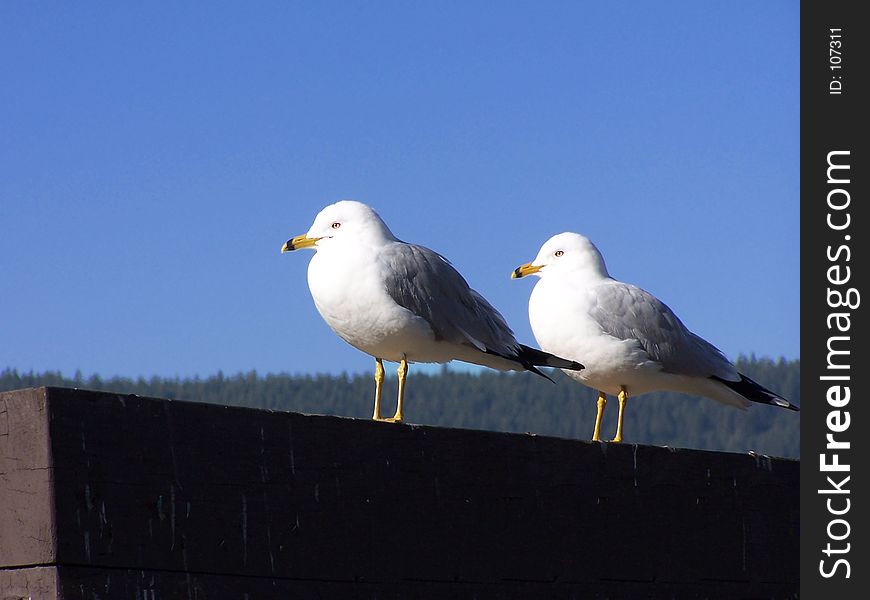 Two seagulls. Two seagulls