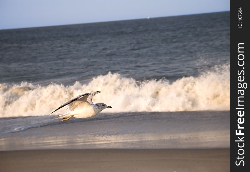 This is a stop action shot of a seagull in flight with the rough surf blurred in the background. This is a stop action shot of a seagull in flight with the rough surf blurred in the background.