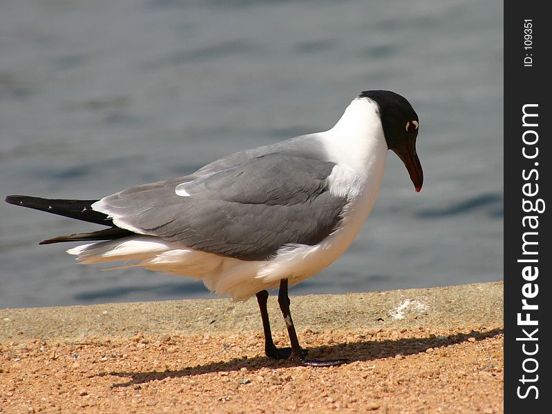 Sea gull by the water