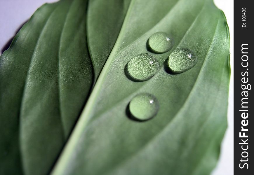 Drops on fresh leaf