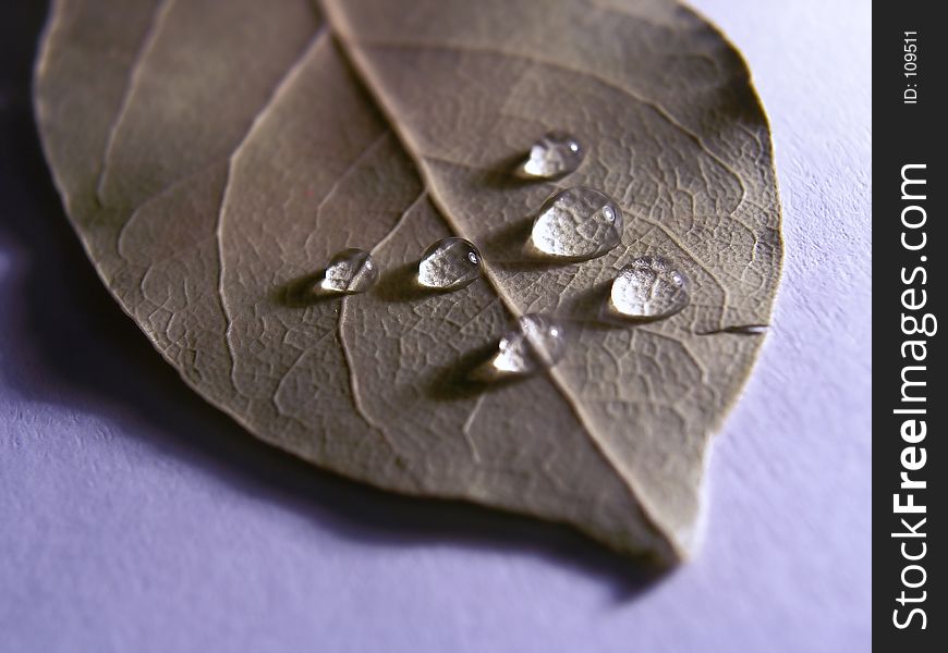 Drops on leaf