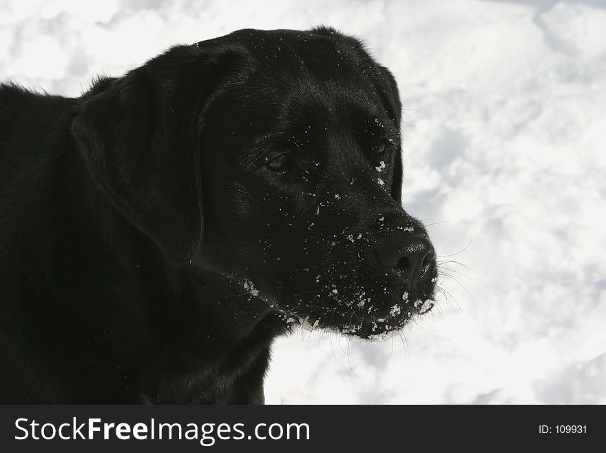 Black lab in snow. Black lab in snow