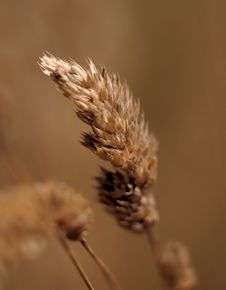 Wild Grass Royalty Free Stock Images