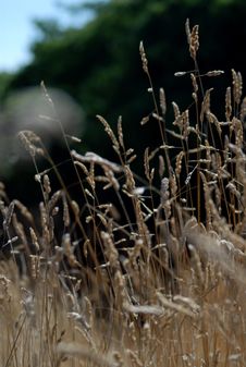 Wild Grass Stock Photo Wild Grass Stock Photo