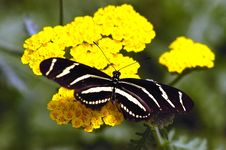Black Butterfly On Yellow Flower Stock Photography Black Butterfly On Yellow Flower Stock Photography