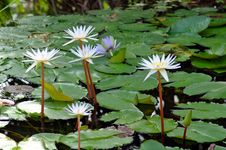 Victoria Amazonica Royalty Free Stock Images Victoria Amazonica Royalty Free Stock Images