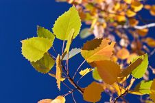 Birch Leaves Royalty Free Stock Image Birch Leaves Royalty Free Stock Image