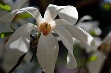 Magnolia Campbelli Royalty Free Stock Photo Magnolia Campbelli Royalty Free Stock Photo