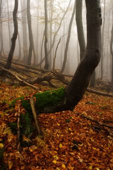 Foggy Forest In Giant Mountains Stock Photography Foggy Forest In Giant Mountains Stock Photography