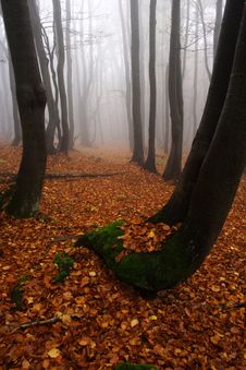 Foggy Forest In Giant Mountains Stock Photo