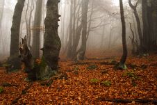 Foggy Forest In Giant Mountains Royalty Free Stock Images Foggy Forest In Giant Mountains Royalty Free Stock Images