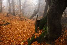Foggy Forest In Giant Mountains Royalty Free Stock Photo Foggy Forest In Giant Mountains Royalty Free Stock Photo