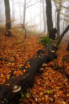 Foggy Forest In Giant Mountains Royalty Free Stock Photography Foggy Forest In Giant Mountains Royalty Free Stock Photography