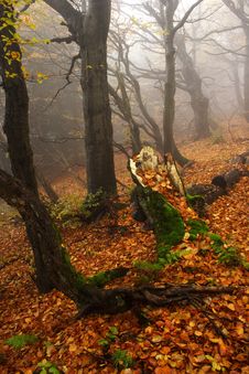 Foggy Forest In Giant Mountains Stock Photography Foggy Forest In Giant Mountains Stock Photography