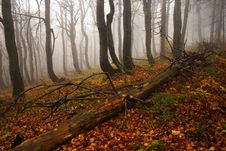 Foggy Forest In Giant Mountains Royalty Free Stock Photography