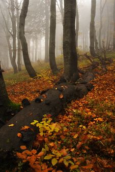 Foggy Forest In Giant Mountains Royalty Free Stock Photos